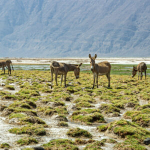 Tales of the Djibouti, beauty of wildlife By Camille Massida